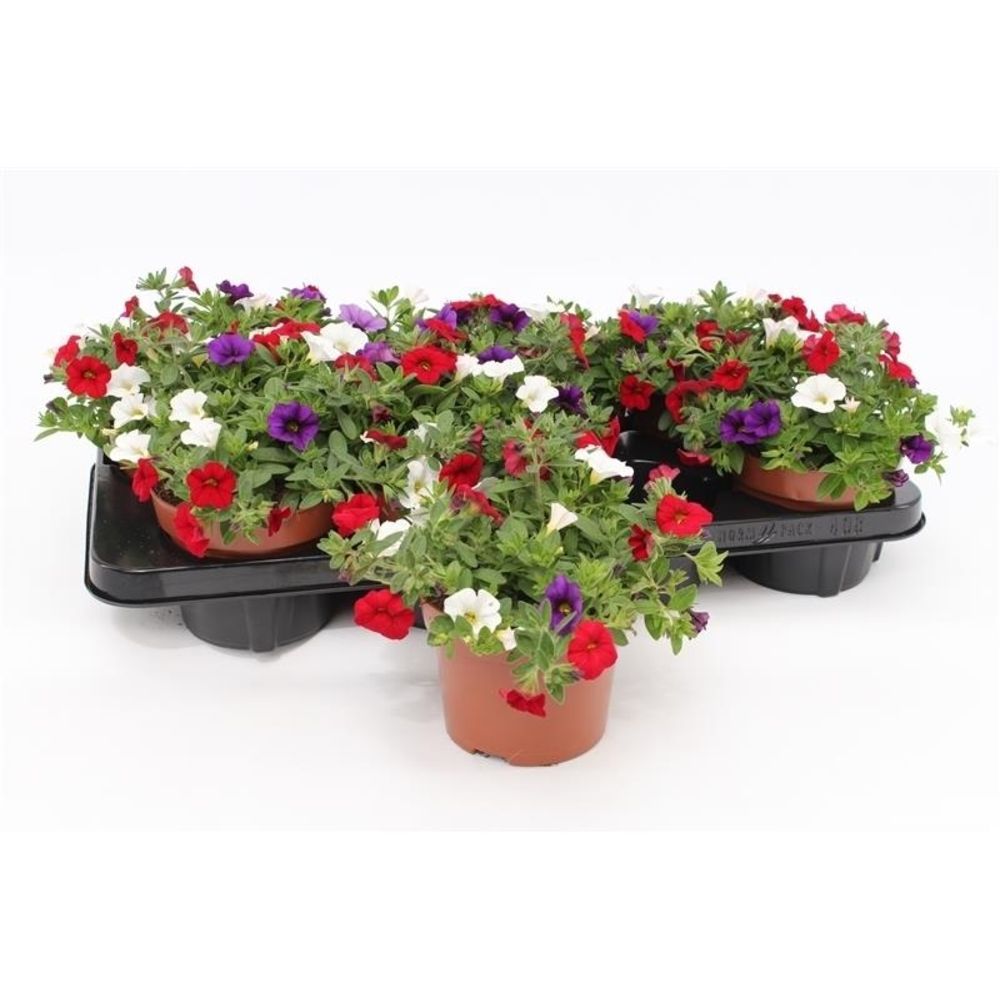 Calibrachoa "Café de Paris" Tricolor Red/Blue/Whit.