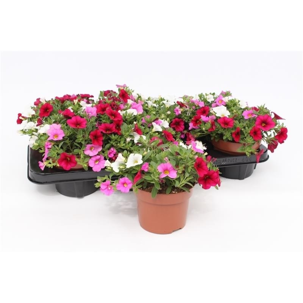 Calibrachoa "Paradise Pink"Tricolor White/Pink/Bur.