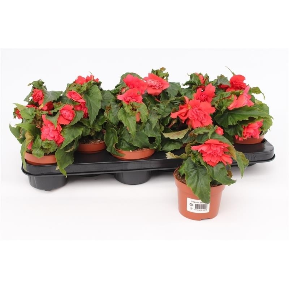 Begonia Tenella Pink.