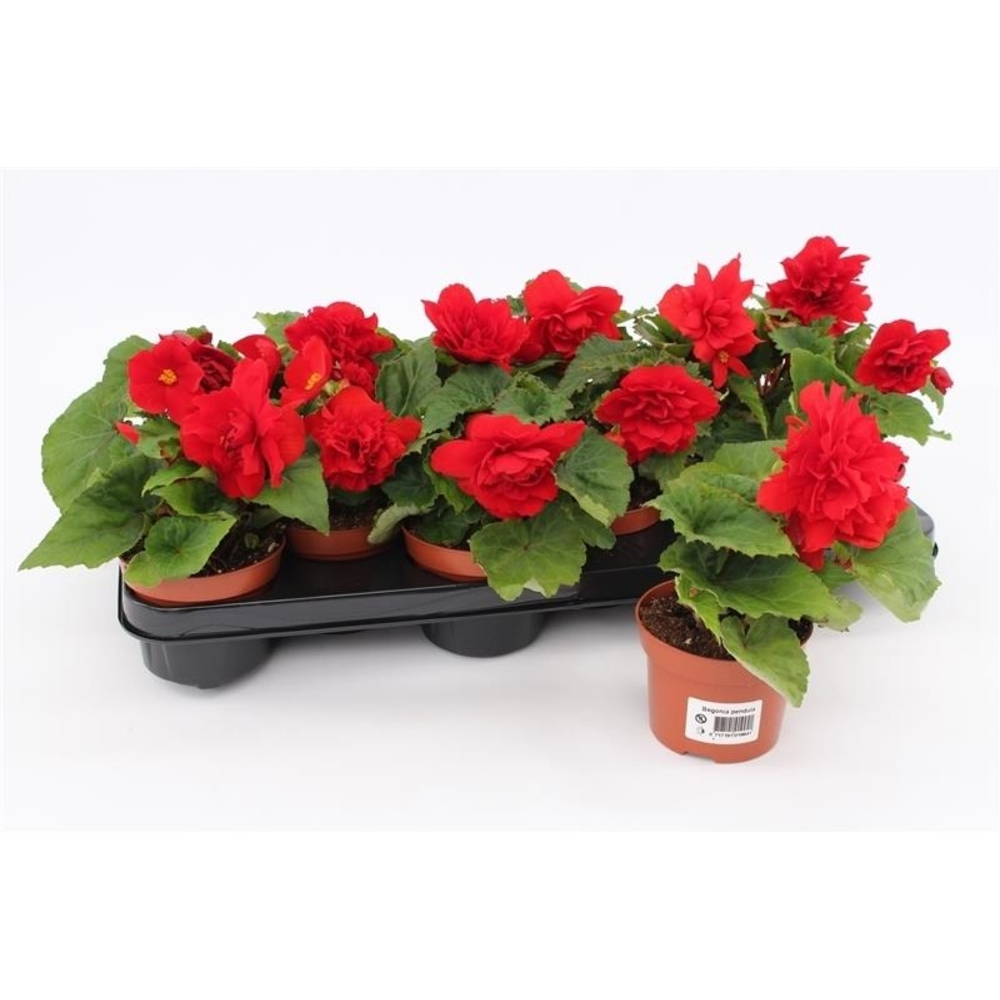 Begonia Tenella Red.