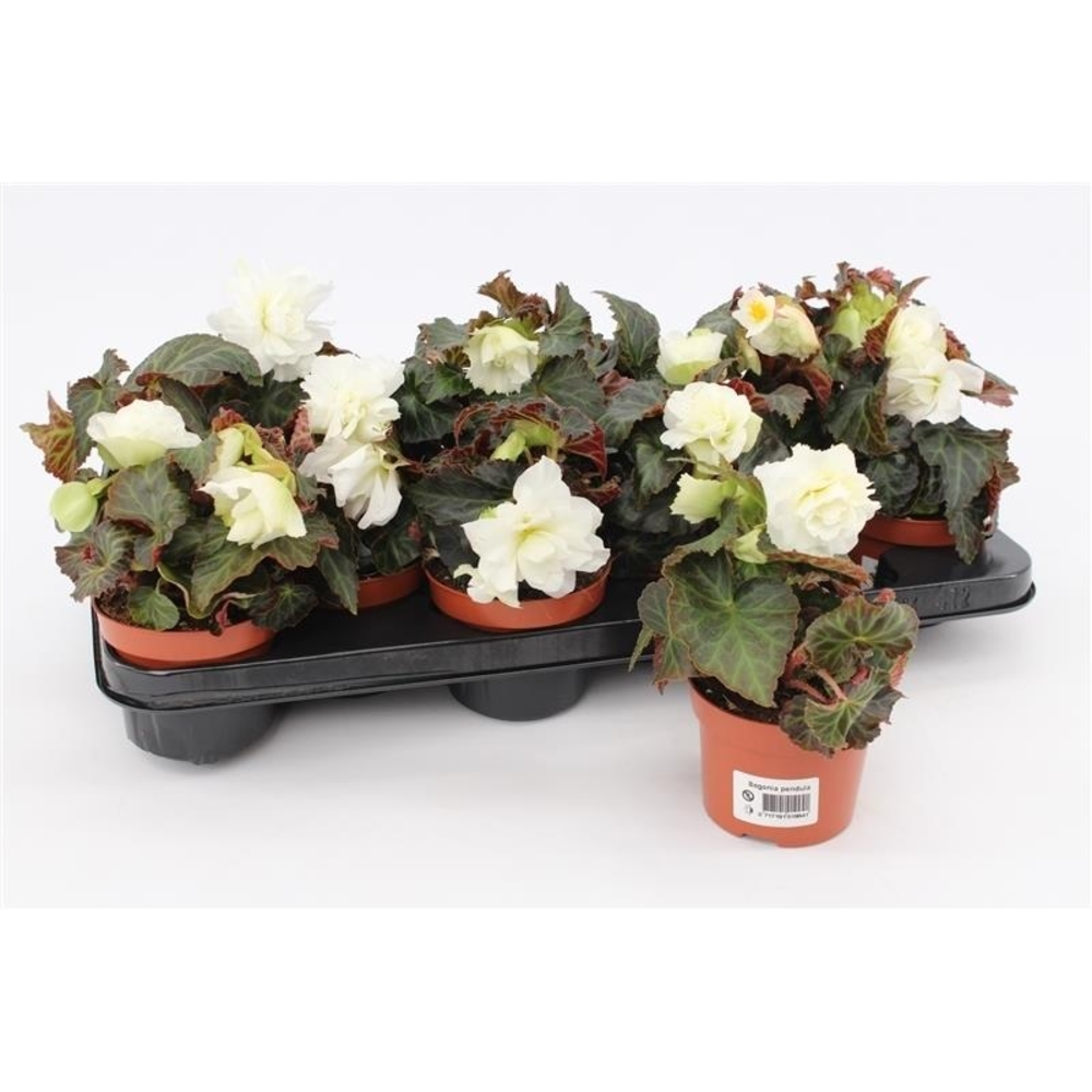 Begonia Tenella White.