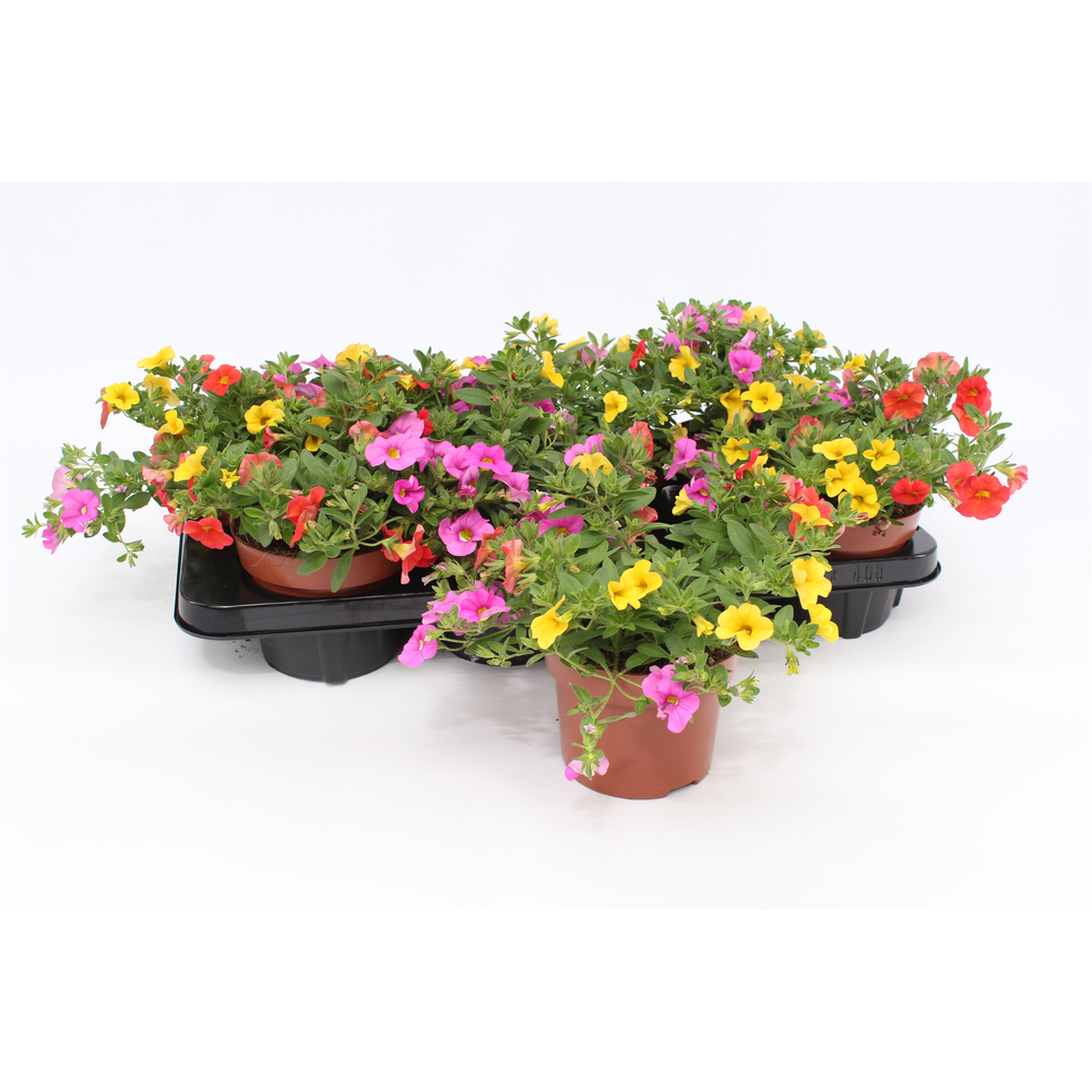 Calibrachoa Trio 'Candy House' orange-gelb-pink.