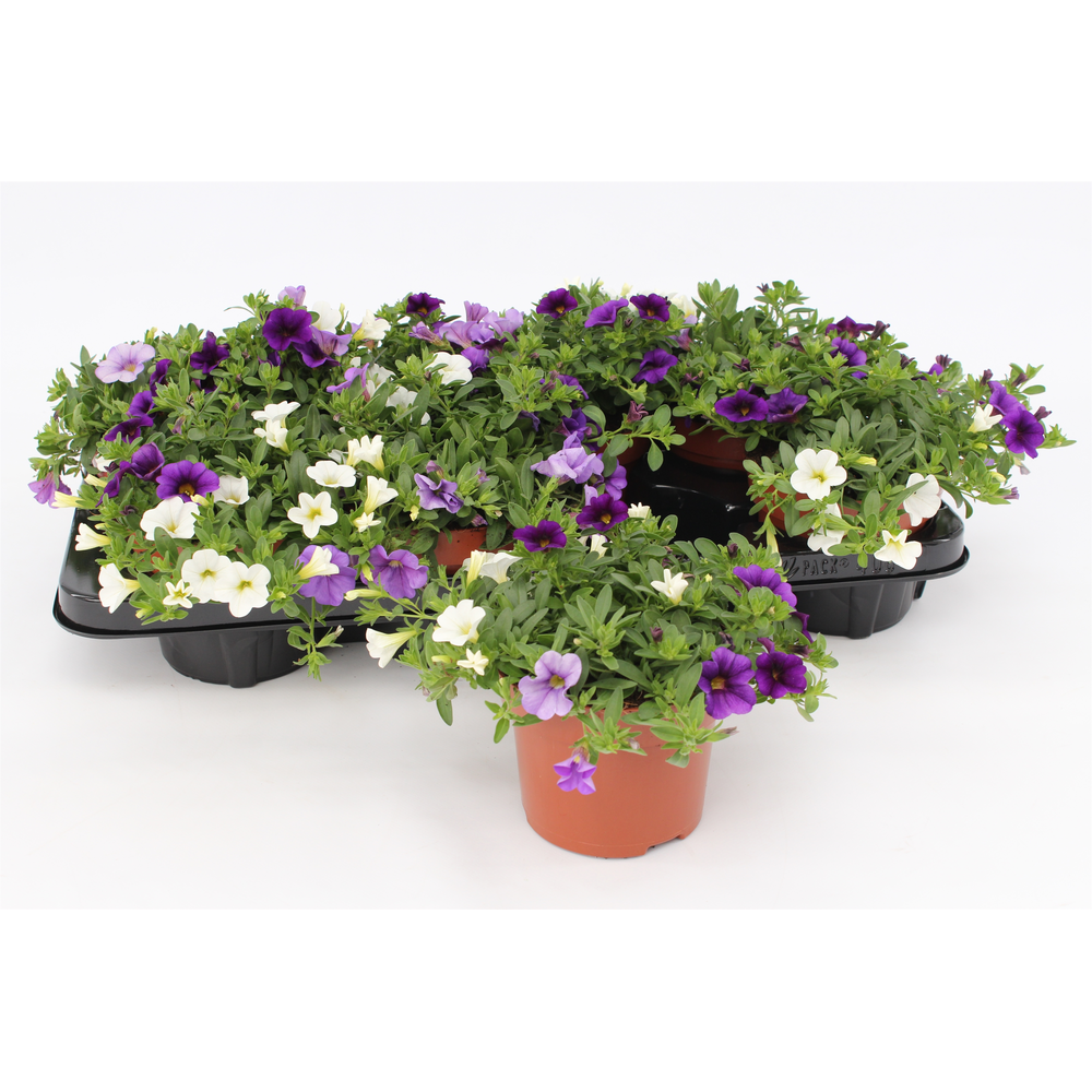 Calibrachoa Trio 'Voltaire' blue-white-lightblue.