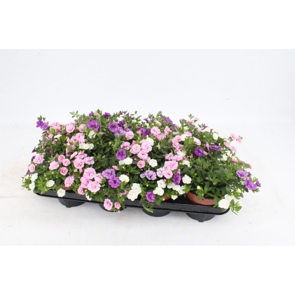 Calibrachoa 'Pink Pettycoat'Pink/white/lichtblue.