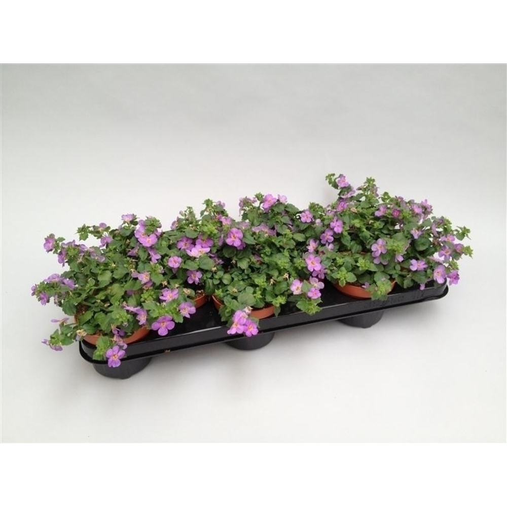 Bacopa Sutera Blue Showers.