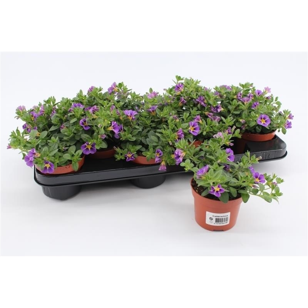 Calibrachoa Rave Blue Striped.