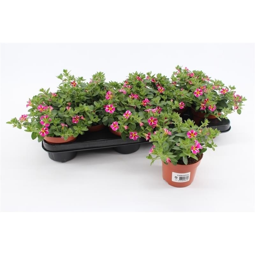 Calibrachoa Rave Pink Striped.