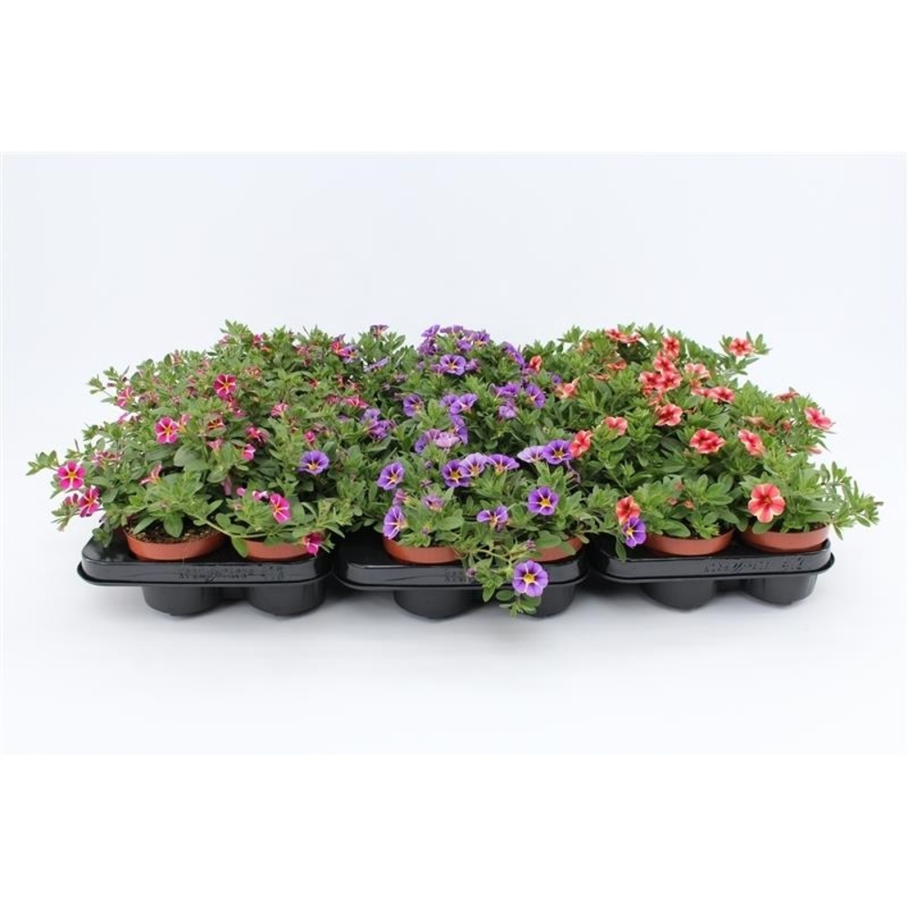 Calibrachoa Rave Serie Mix Layer.