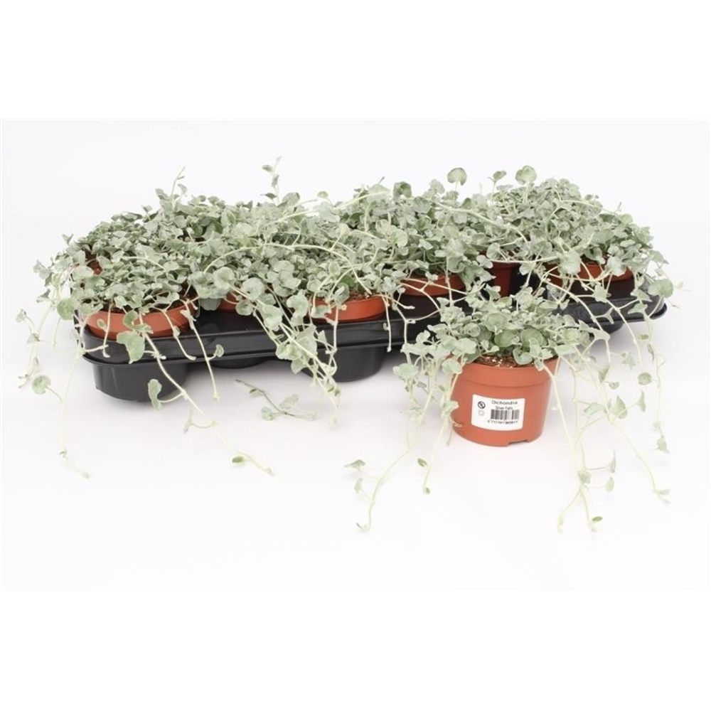 Dichondra Silver Falls.