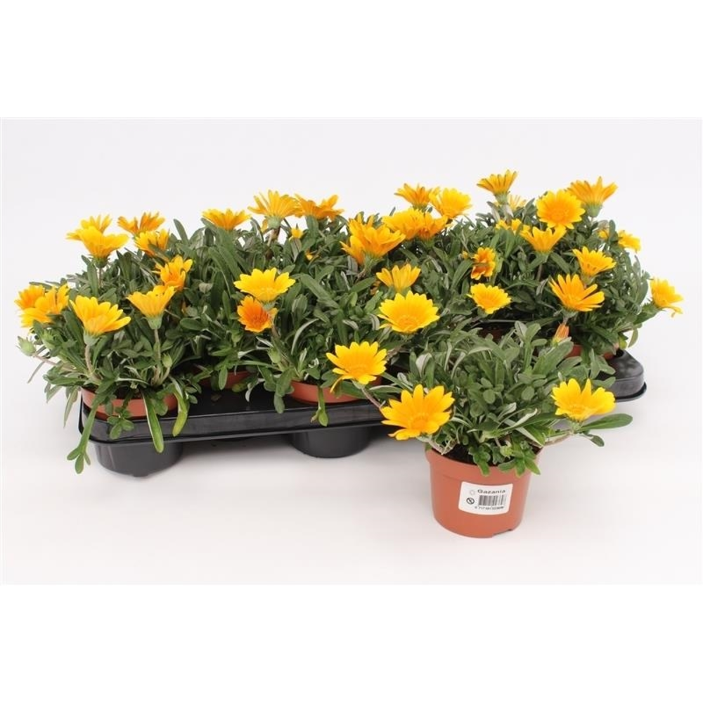 Gazania Rigens Orange Jupiter.