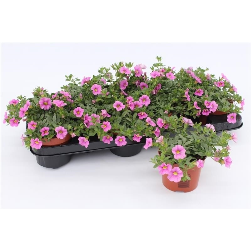 Calibrachoa Pink.