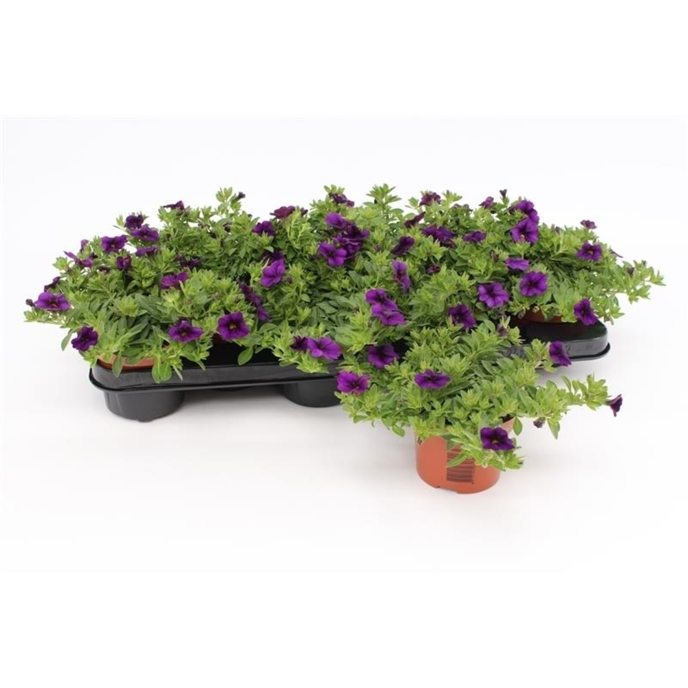 Calibrachoa Dark Blue.