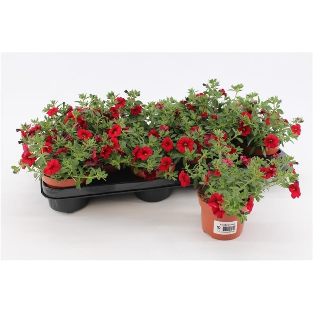Calibrachoa Red.