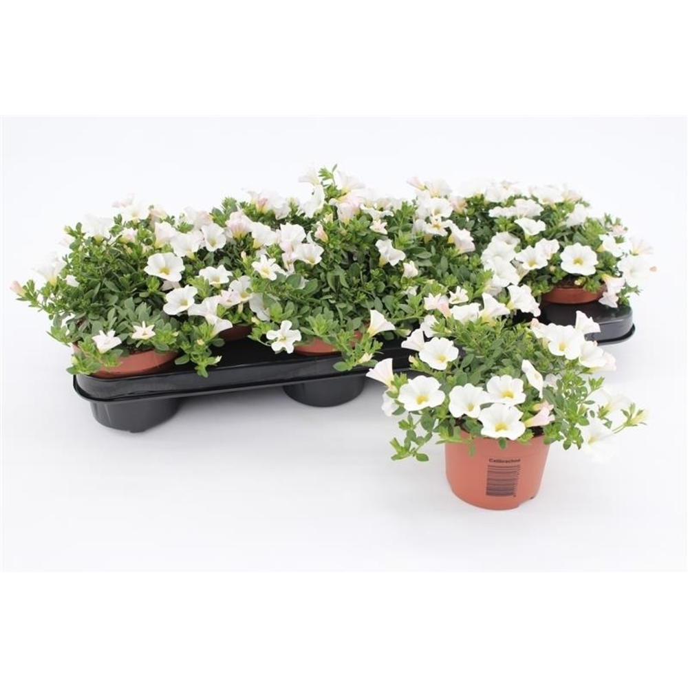 Calibrachoa White.