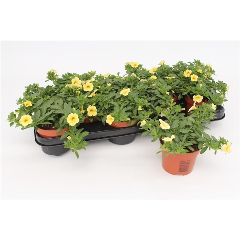 Calibrachoa Yellow.