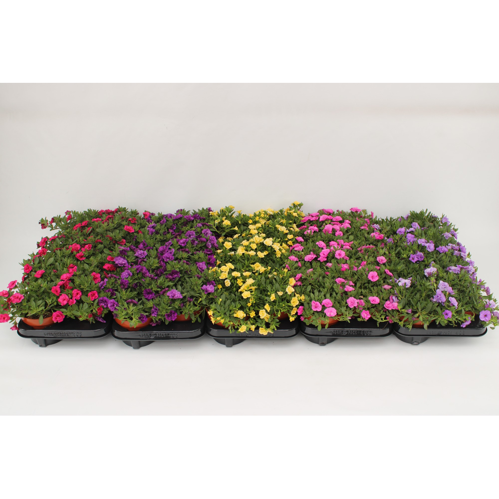 Calibrachoa Rosies Mix Layer.