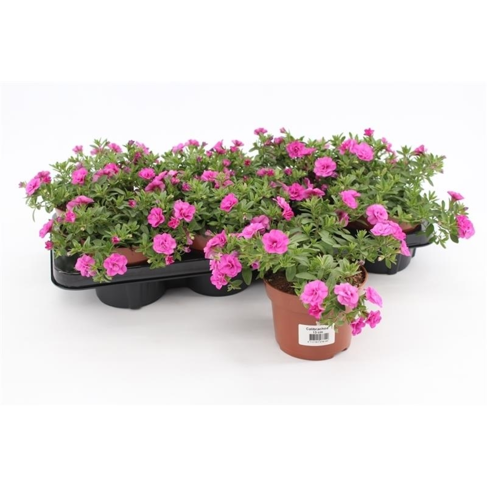 Calibrachoa Rosies Pink.