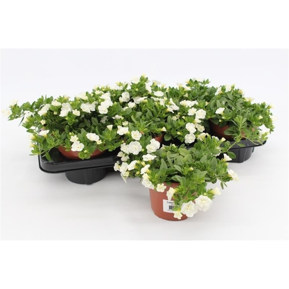Calibrachoa Rosies White.