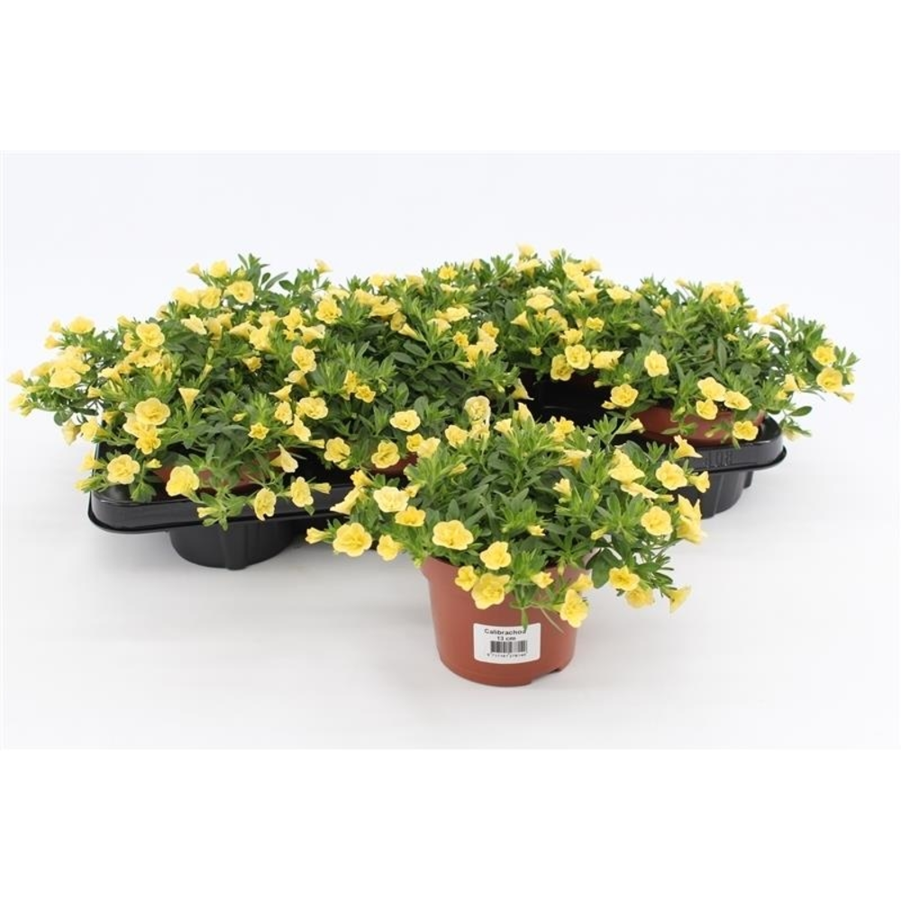 Calibrachoa Rosies Yellow.