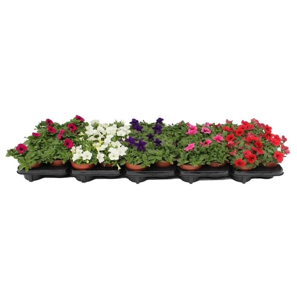 Petunia Mix Layer.