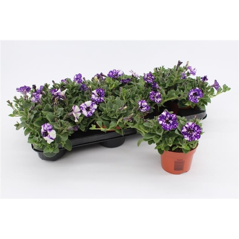 Petunia Night Sky.