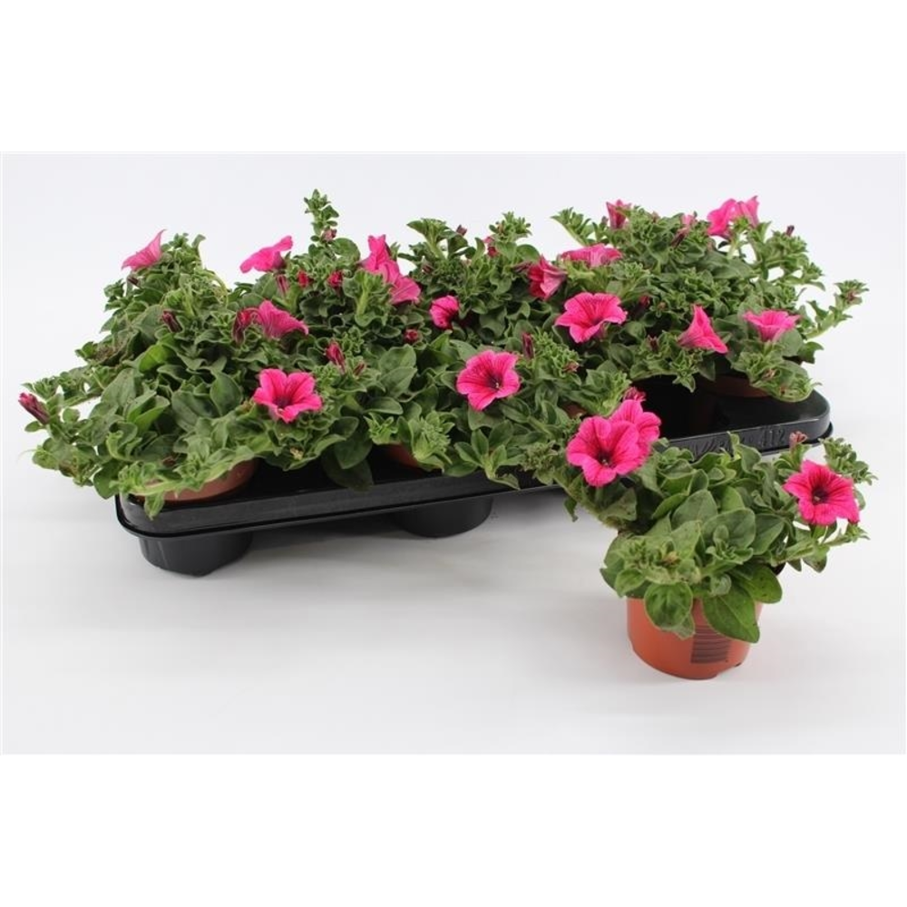 Petunia Hot Pink.