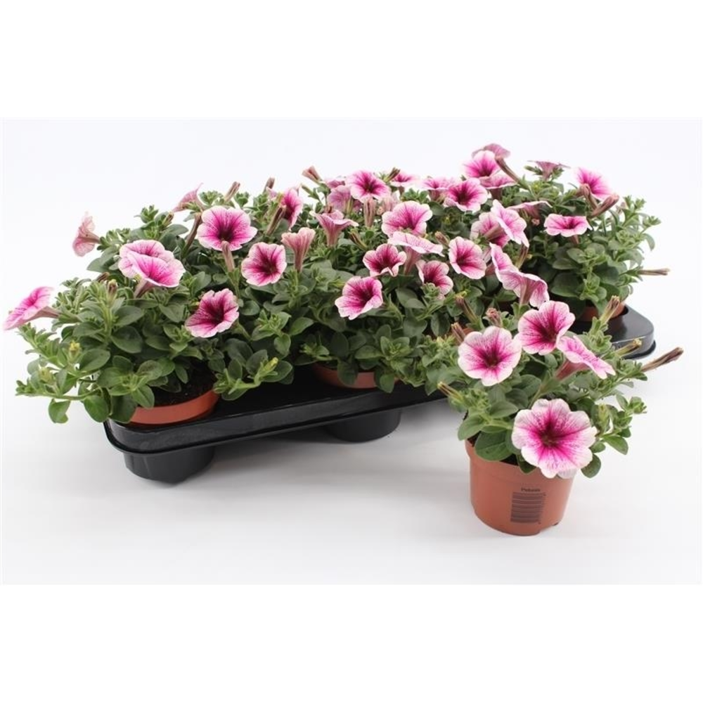 Petunia Pink Vein.