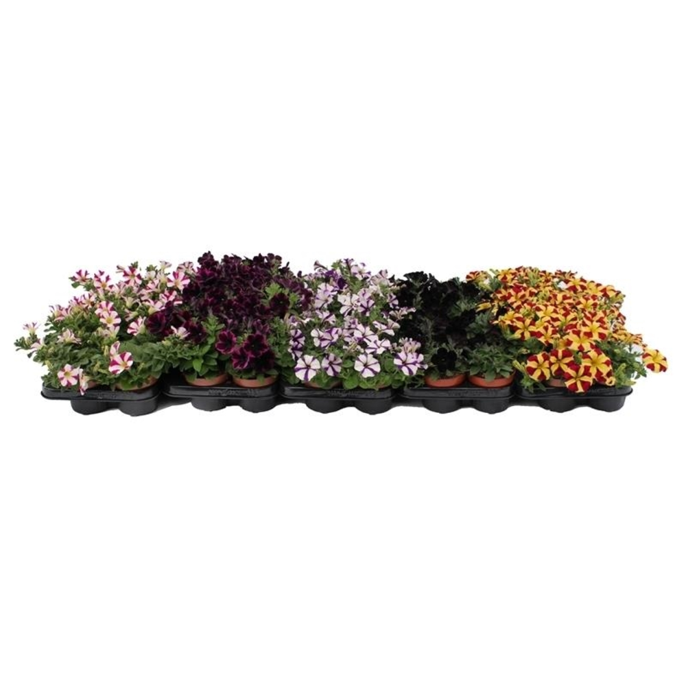 Petunia Specials Mix Layer.