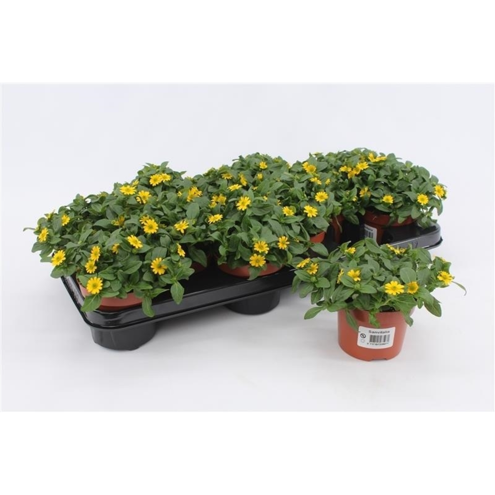 Sanvitalia Procumbens.