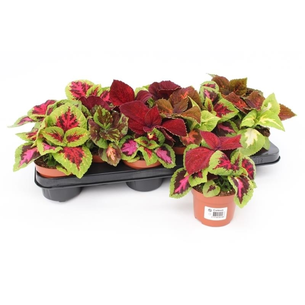 Coleus Blumei Wizard Siernetel.