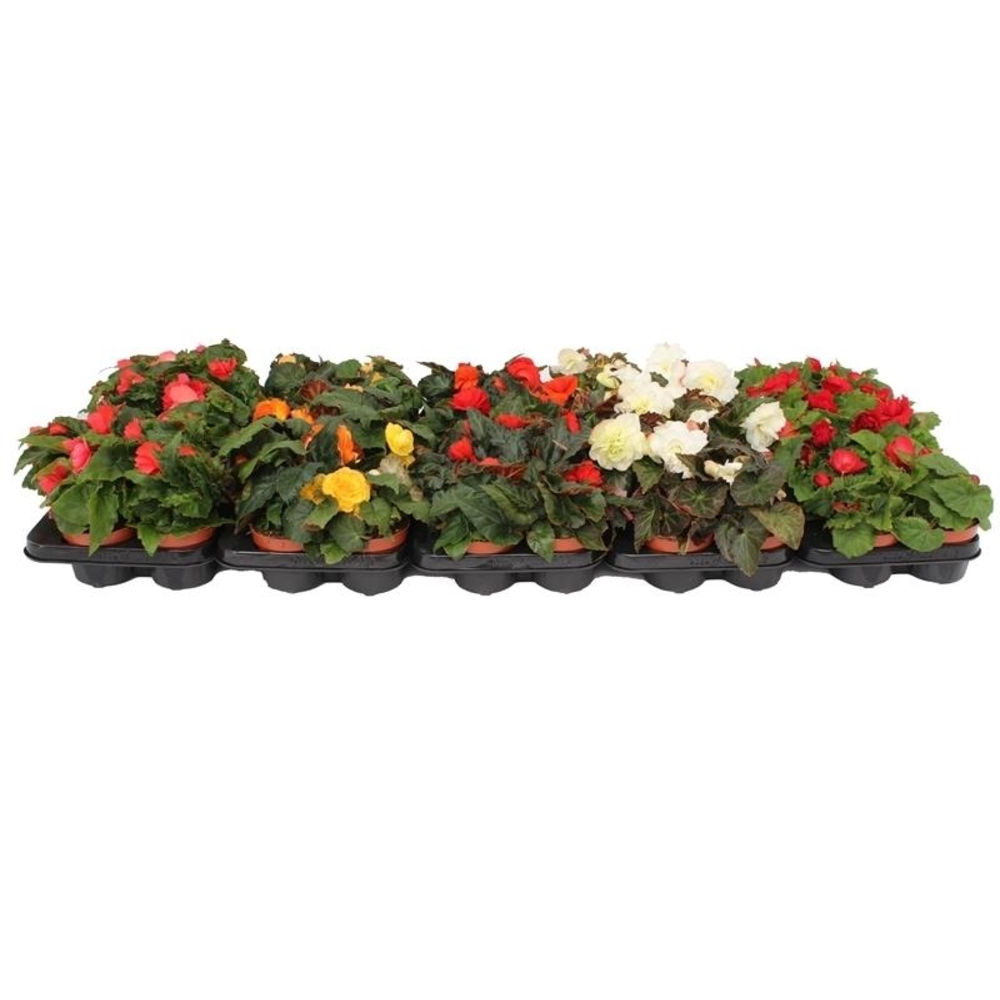 Begonia Tenella Mixtrolley.