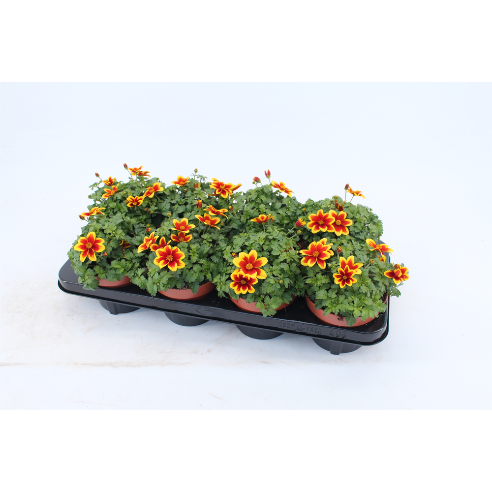 Bidens Beedance Yellow Red.