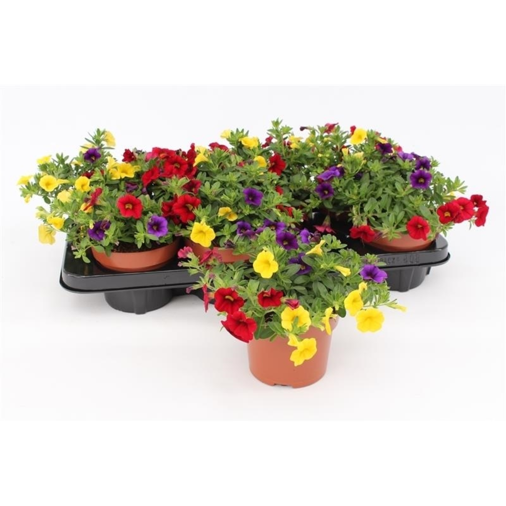 Calibrachoa "Tropicana" Tricolor Blue/Red/Yellow.