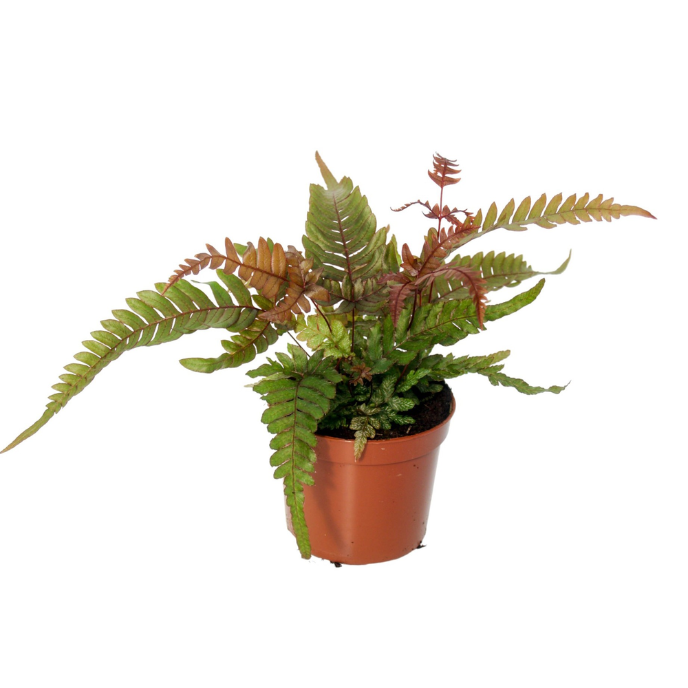 Pteris Quadriaurita 'Tricolor'.
