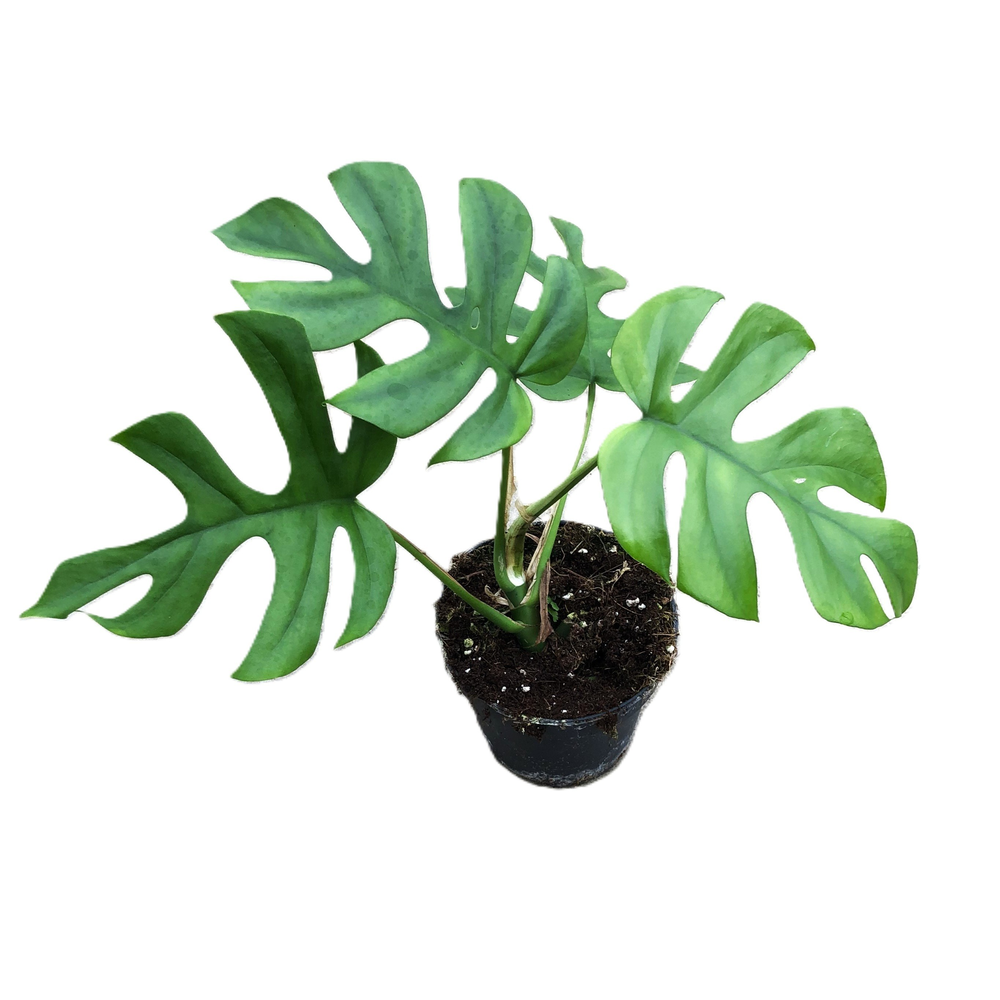 Monstera 'Little Sister'.