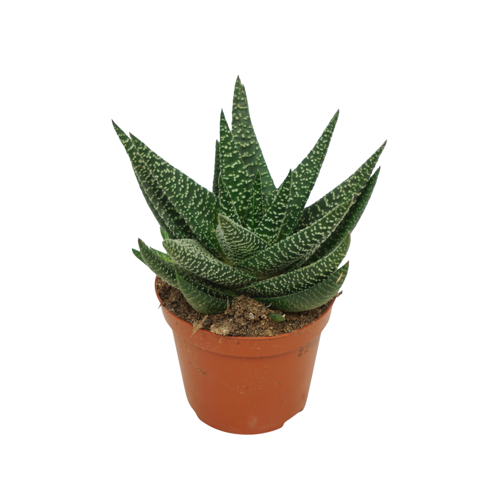 Gasworthia 8,5 cm.