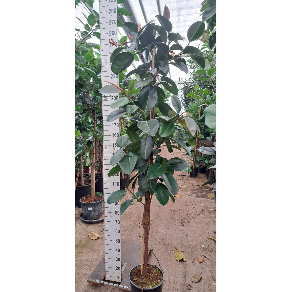 Ficus Robusta op stam 250.