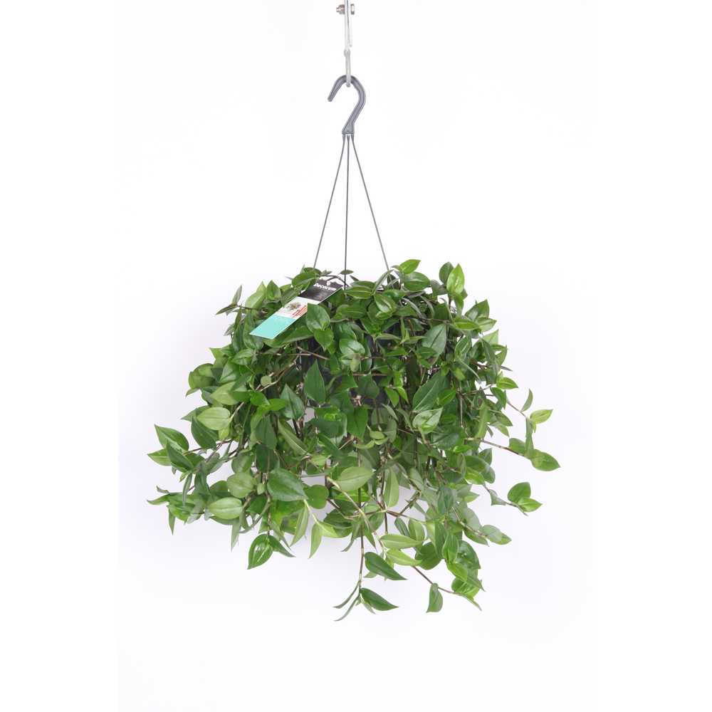 Tradescantia Green Hill.