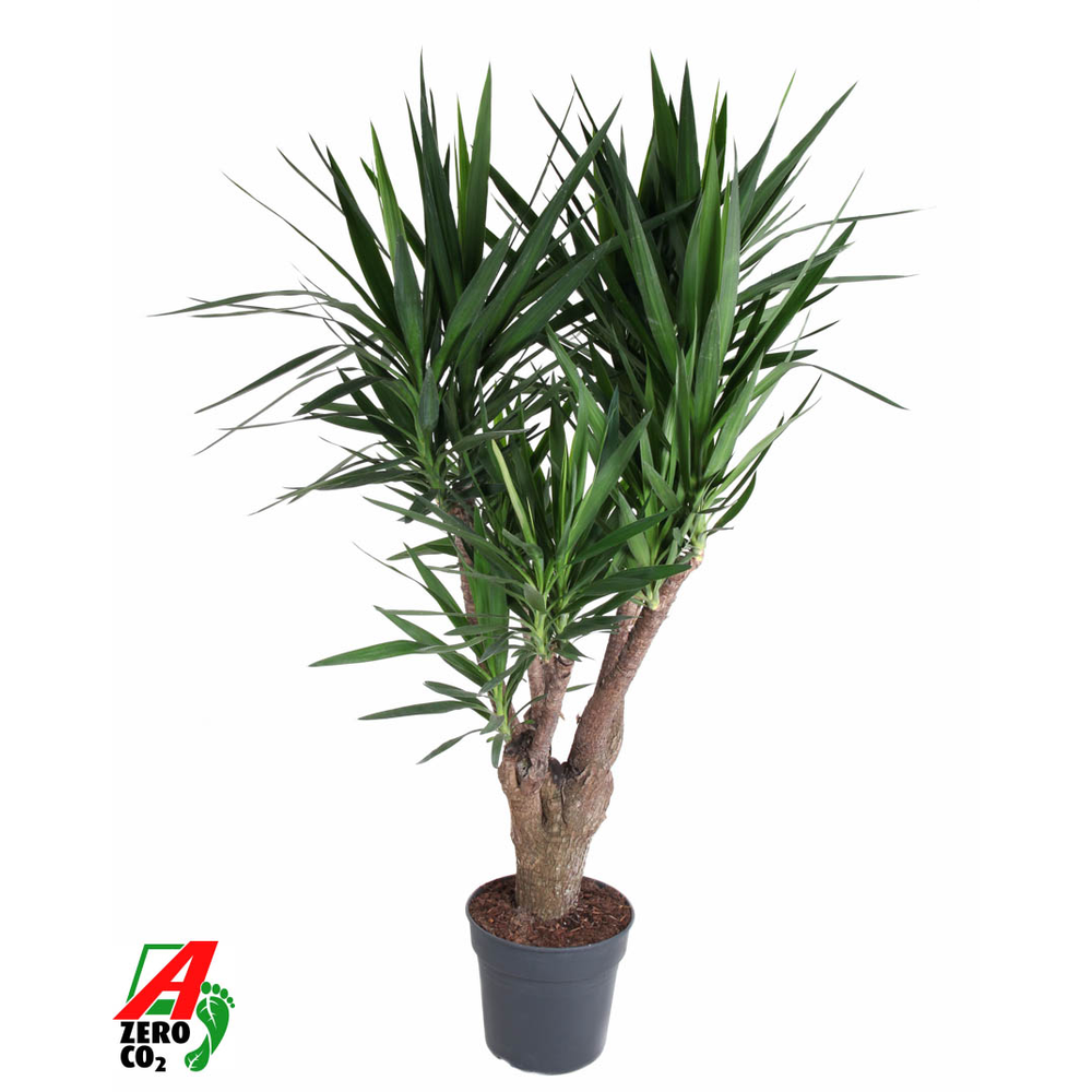Yucca vertakt 3-4 arm P34.