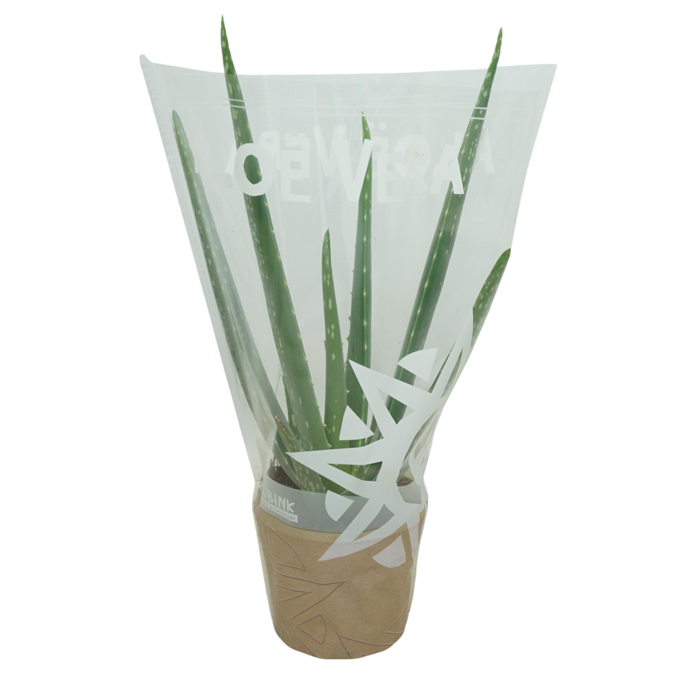 Aloë vera 10,5 cm in hoes.