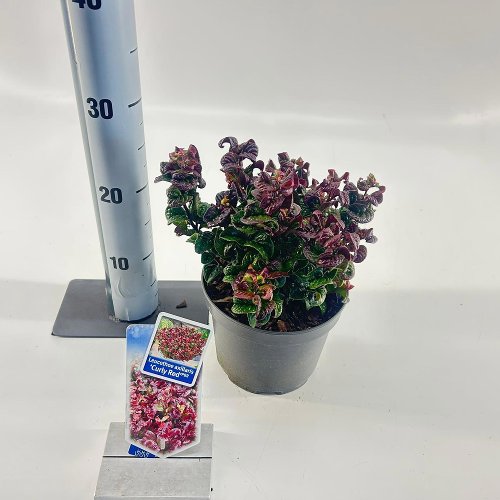 Leucothoe axillaris ‘Curly Red’ PBR.