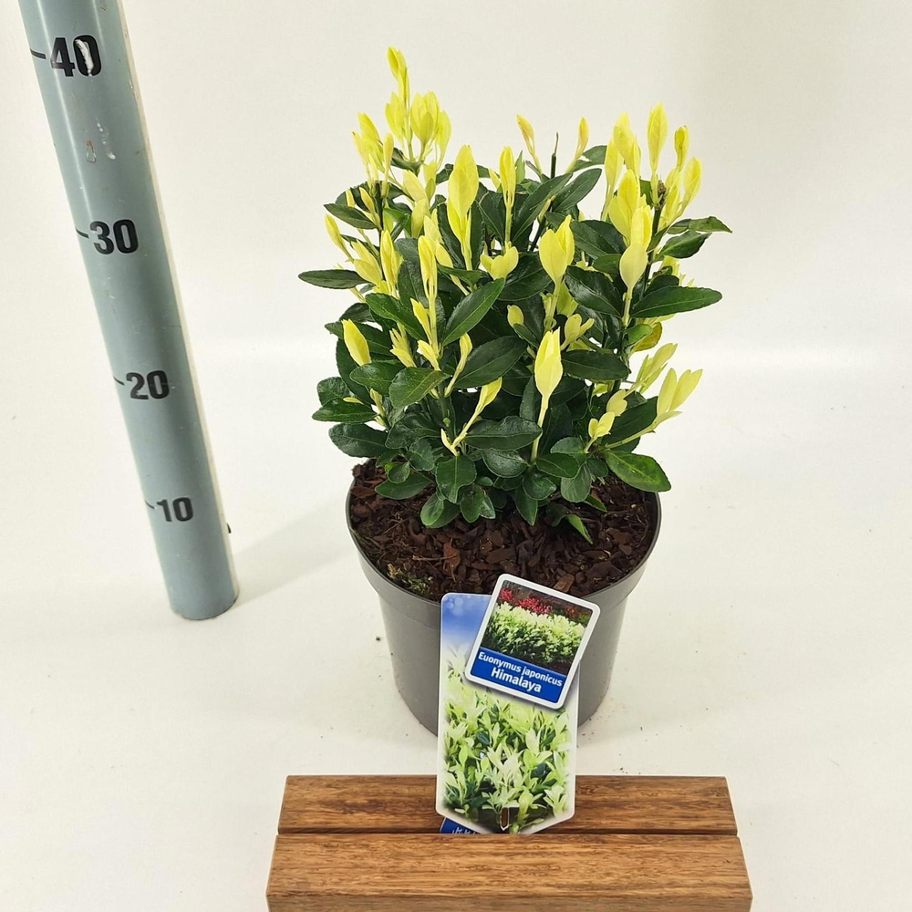 Euonymus jap. Himalaya ('Lankveld06'PBR).