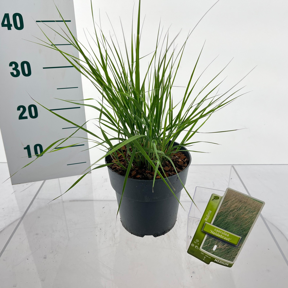 Molinia caerulea 'Heidebraut'.