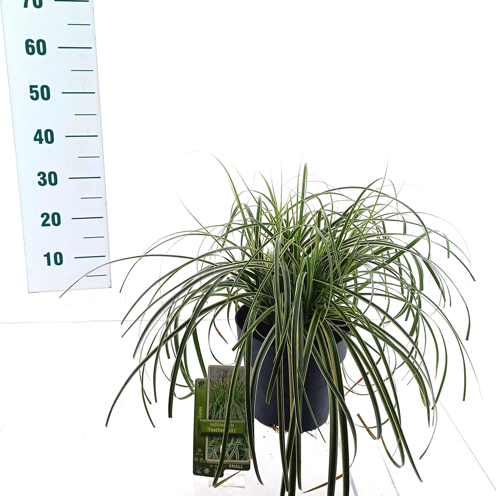 Carex 'Feather Falls'.