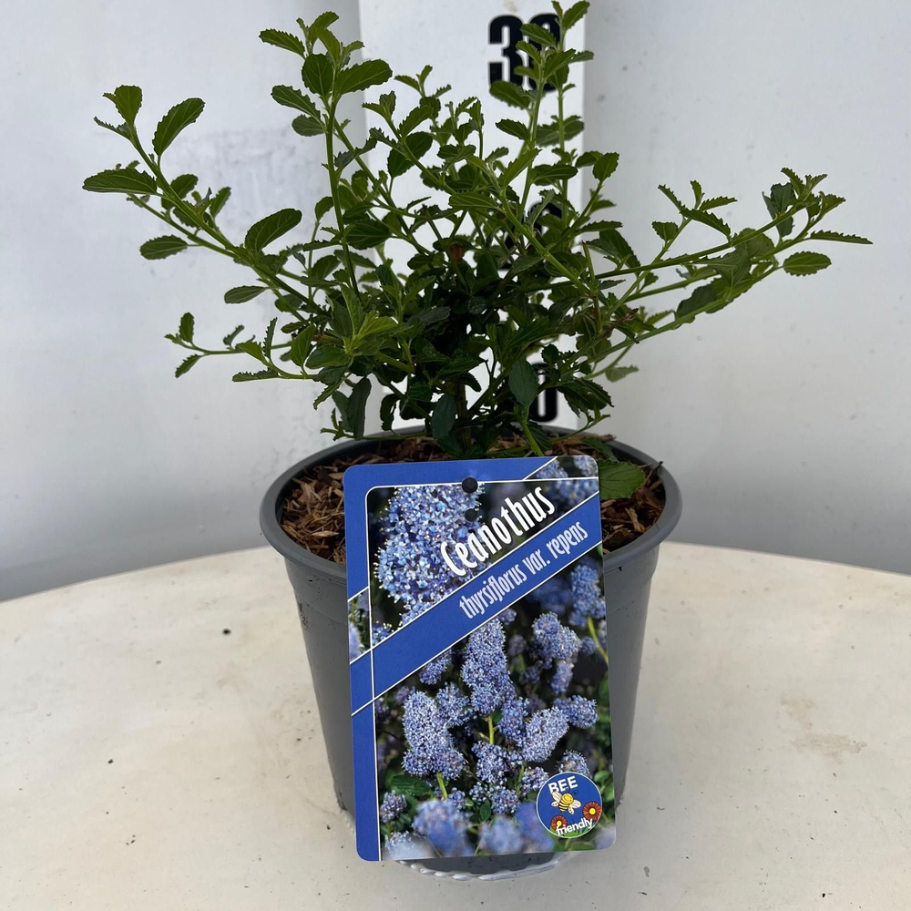 Ceanothus thyr. 'Repens'.