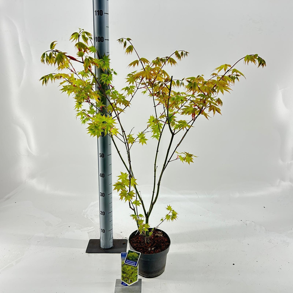 Acer pal. 'Summer Gold'.