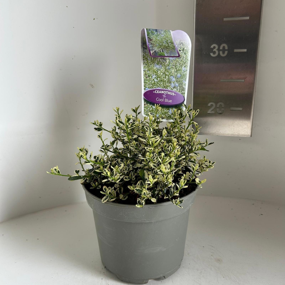 Ceanothus impressus Cool Blue ('Huico02'PBR).