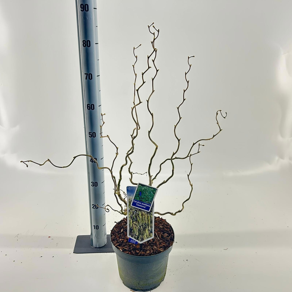 Corylus avellana 'Contorta' (gestokt).