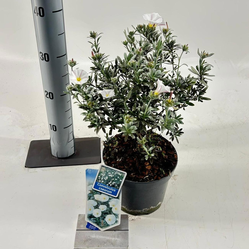 Convolvulus cneorum.