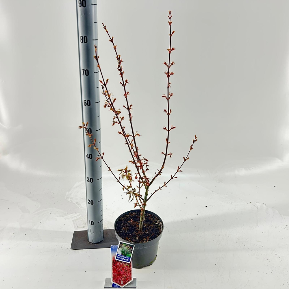 Acer pal. 'Jerre Schwartz'.